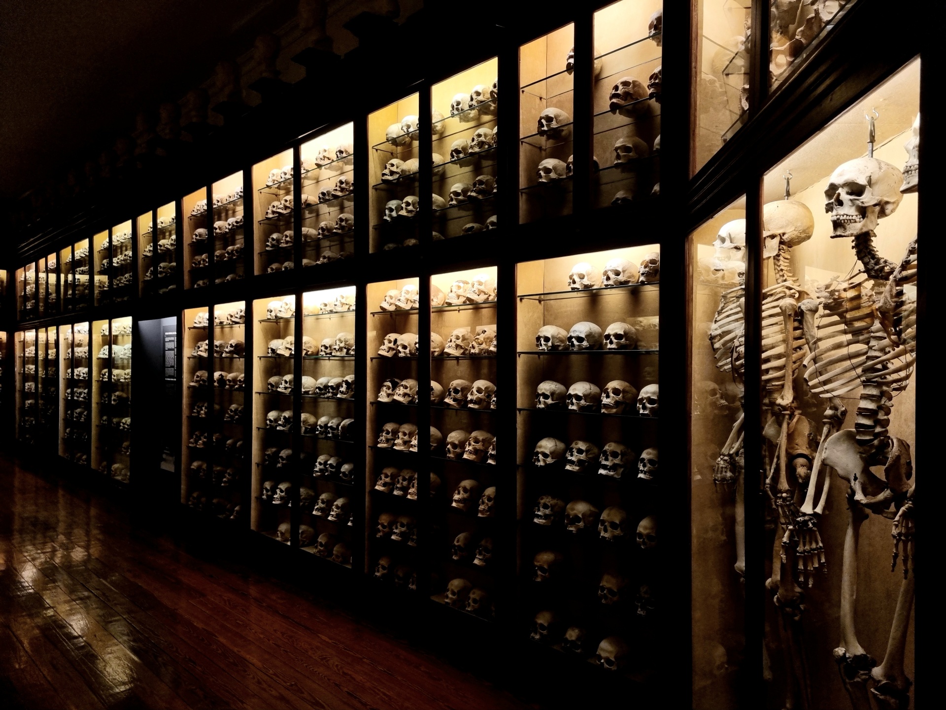 Sala czaszek w Museo Canario w Las Palmas 